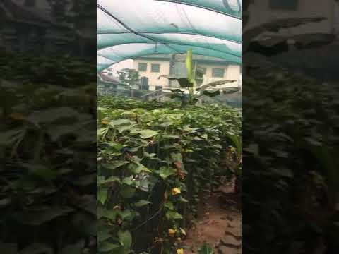 Curtain method snail farming in 9ja