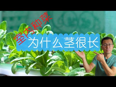 室内种菜为什么茎很长？造成蔬菜徒长的原因？有哪些解决办法？