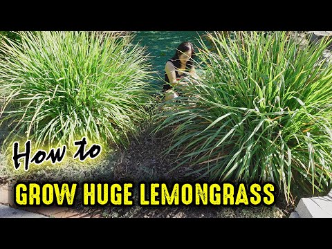 Grow HUGE Lemongrass Plants In Your Garden!