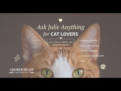 Ask Julie Anything - August for Cat Lovers