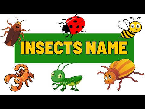 Insects! | Insects For Kids | Learn The Names Of Insects In English | Fun And Educational