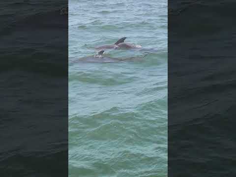 Best Day Ever at Destin Florida! Tourist spot in Florida! #destin #shorts #shortsviral