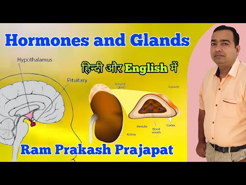 Hormones and Glands | Human anatomy and physiology | Pituitary Gland | Adrenal Gland | Pancreas