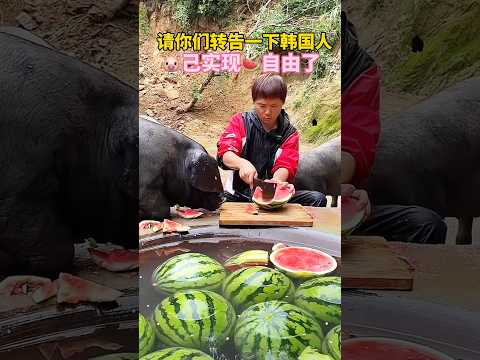 Chinese pigs are free to eat watermelon