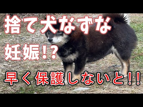 【捨て犬妊娠⁉︎】妊娠してる…気づきませんでした…早く保護しないと！