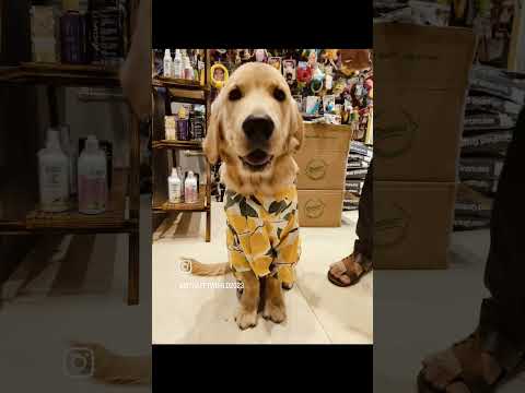 Golden retriever New clothes for birthday 🎂🎈🐾 #goldenretriever #dog #doglover #dogshorts #dogs #pets