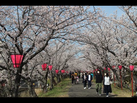 2022年 枝垂れ桜 ＆ ソメイヨシノ / Salut d'amour (Edward Elgar)