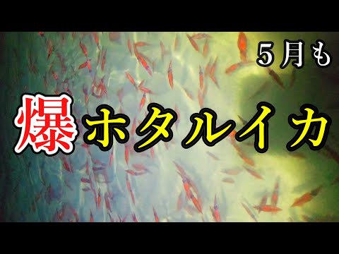 5月富山ホタルイカの身投げ状況　ホタルイカ掬いと天ぷらの作り方【縦動画】