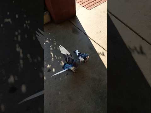 CRAZY PIGEON FIGHT #shortvideo #youtubeshorts #shorts #shortsvideo #birds #pigeon #animal #crazy