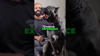 Stress-Free Vet Visits for Your Dog #canecorso