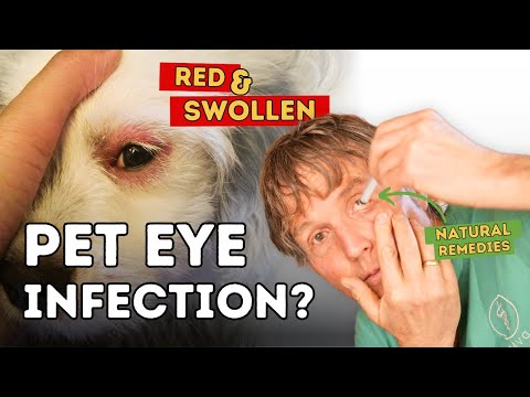 Top 7 Effective Home Remedies for Conjunctivitis in Pets