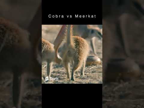 Cobra vs Meerkat | National Geographic UK