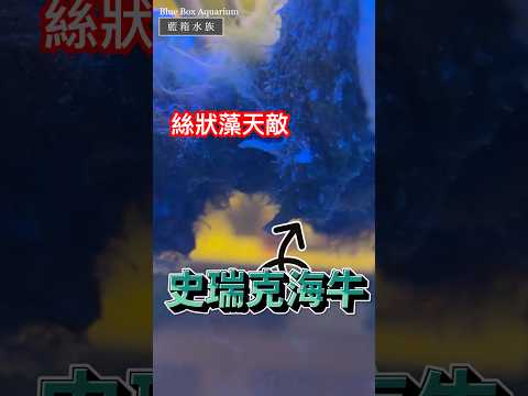 【藍箱水族】史瑞克海牛?!爆吃魚友家絲狀藻!!絲狀藻問題的救星來了~