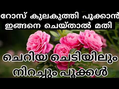 Rose||ചെറിയ റോസ്  ചെടിയിലും പൂക്കൾ ഉണ്ടാകാൻ ചെയ്യേണ്ടത്#rose #gardening #gardentour #gardeningtips