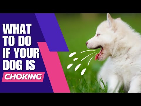 How to Help Your Choking Dog?