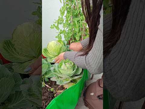 harvesting organic cabbage from my terrace garden #gardening #vegetables #cabbage