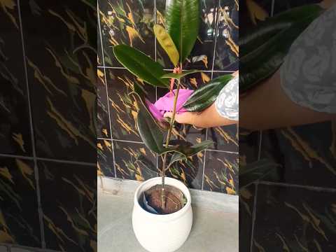 rubber plant for bedroom