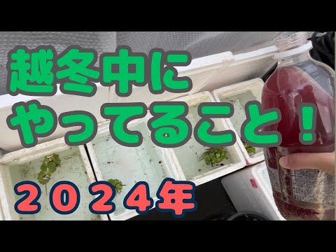 【メダカの冬眠2024②】越冬中にやっている事はこれ！！