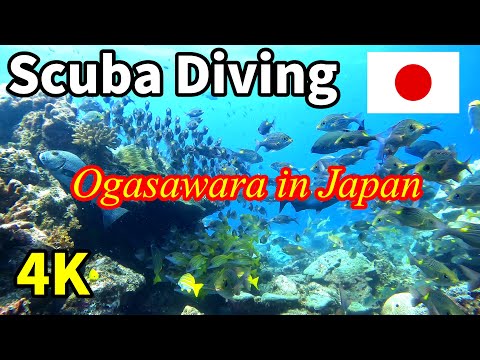 スキューバダイビング【水中映像 4K】小笠原諸島のダイビング in 母島 Scuba diving in the Ogasawara Islands in Japan