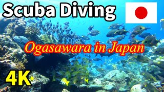 スキューバダイビング【水中映像 4K】小笠原諸島のダイビング in 母島 Scuba diving in the Ogasawara Islands in Japan