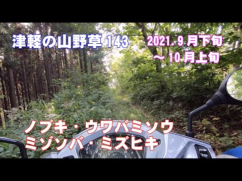 津軽の山野草143(ﾉﾌﾞｷ・ｳﾜﾊﾞﾐｿｳ・ﾐｿﾞｿﾊﾞ・ﾐｽﾞﾋｷ)