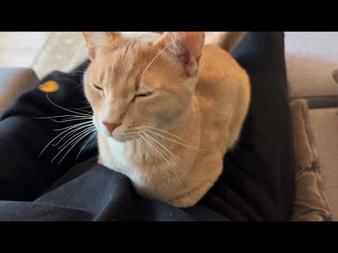 Sweetest boi finishes breakfast and loafs on Hooman