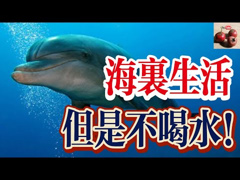 海豚一輩子不喝水？生活在海裏這樣補充水分！【有億思】