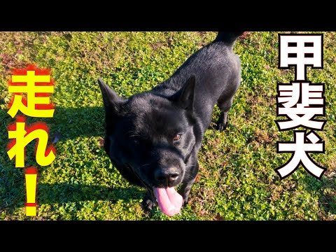 [Kai dog] Mizuki gets super excited in the vegi field! Go for it👍🏼