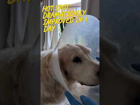 How to treat a hotspot in 1 day (update) #short #dog #goldenretriever