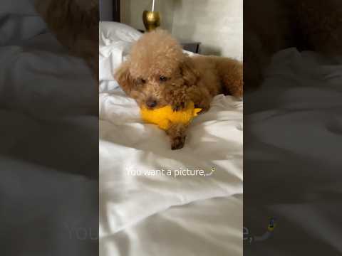 My dog could be a model🐩 #dog  #funny #cute #viral #fypシ゚viral #trending #shorts