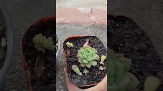 #leafpropagation #shorts #succulents #reuseplastic