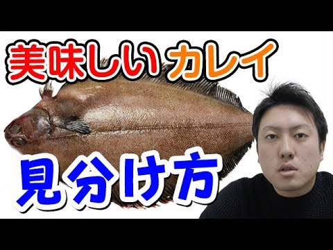 【魚図鑑 カレイ】美味しい カレイとは！？シーズン到来！ 挑戦してみよう！