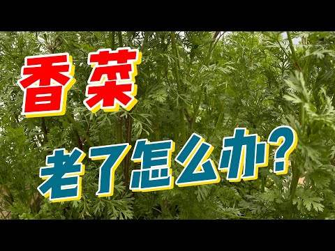 香菜老了怎么办？