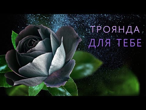 💖 Ця Троянда Для Тебе!💖 Найкращі побажання