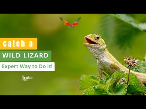 Learn How to Catch a Wild Lizard: Step-by-Step Guide!