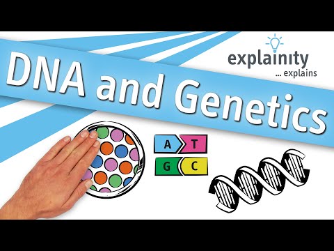 DNA and Genetics explained (explainity® explainer video)