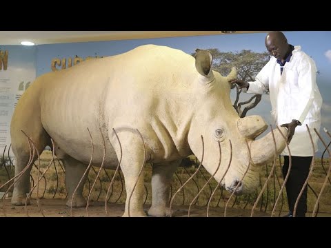 Kenya plans to use IVF in bid to prevent white rhinos from becoming extinct