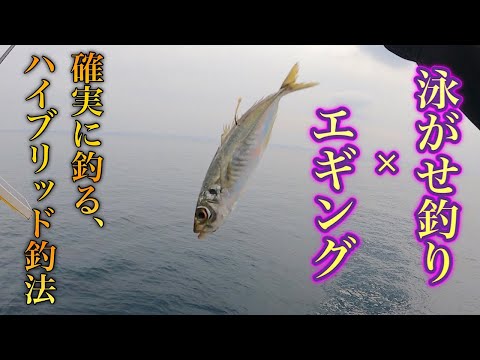 離島の堤防から生きたアジを生贄に捧げると、、、