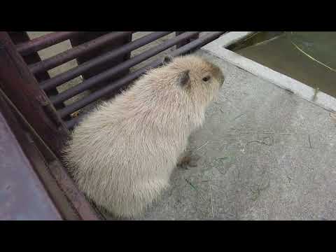 【2022年10月】カピバラ イチョウに会いに行きました(市川市動植物園)