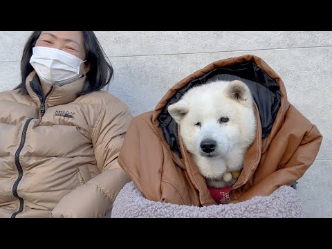 今年最後のドライブ旅、可愛さ溢れる愛犬のしぐさに大爆笑w