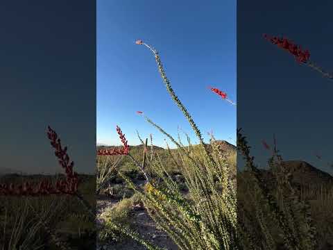 Ocotillo - Randy “Windtalker” Motz and Georgia L Harris