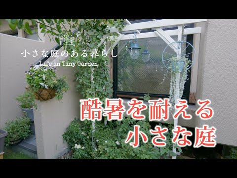 ガーデニング｜酷暑を耐える小さな庭｜ 〜小さな庭のある暮らし#85 〜Gardening ｜ Life in a tiny garden