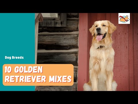 Golden Retriever Mixes: 10 Gorgeous Golden Mixed Breeds You'll Love!