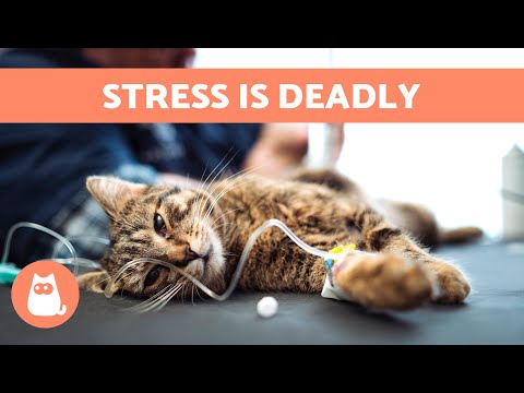 Can a CAT DIE From STRESS? 😿 Why Stress Kills and How to Stop It