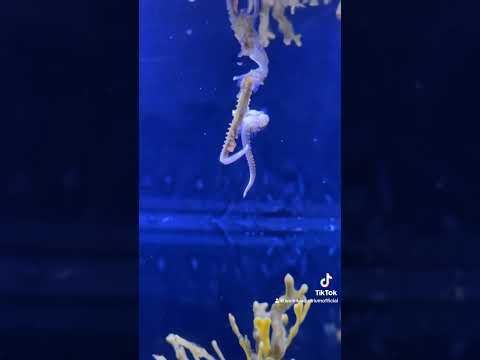 Oops! Failed Seahorses Egg Transfer