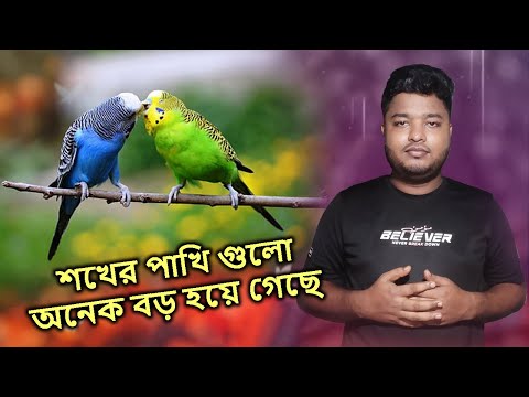 শখের পাখি গুলো অনেক বড় হয়ে গেছে | Hobby birds have become very large