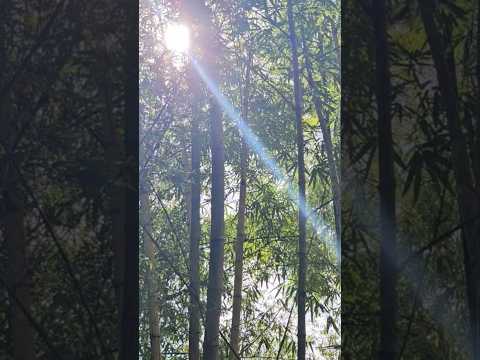 阳光照耀下的竹林 Bamboo forest under sunlight