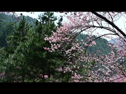 武陵農場櫻吹雪