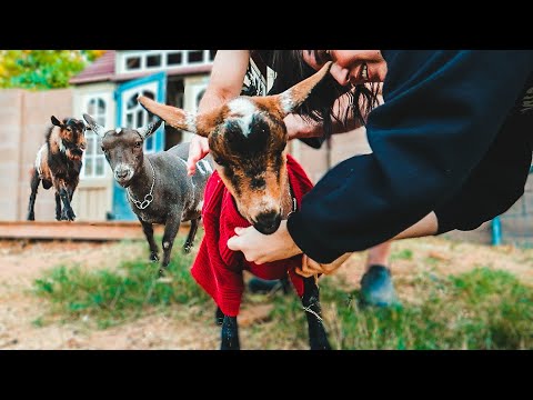 TRUST ME...this is necessary 🤣 (breeding the miniature goats)