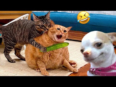 Want LAUGHS? Watch the Most HILARIOUS PET FAILS Now!😆🤣